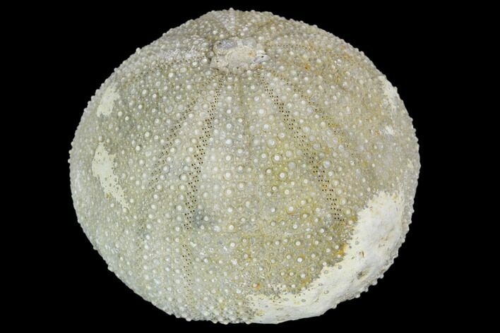 Fossil Sea Urchin (Psephecinus) - Morocco #104539